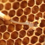 Národný program eradikácie moru a hniloby včelieho plodu na roky 2024 – 2025